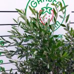 Olivovník európsky (Olea europaea)  - výška 70-90 cm, kont. C5L – NA KMIENKU (-12°C)